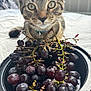 cat, tabby_cat, grapes, bowl, fruit, curious, close_up, indoor, pet, animal, food, table, natural_light, still_life, domestic, feline, eyes, whiskers, collar, background_blur