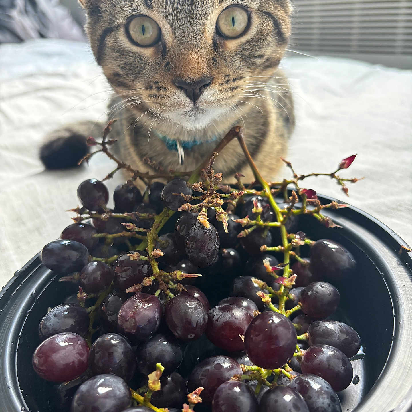Kesha Cole is registered to the contest to win money with this photo: animal, background_blur, bowl, cat, close_up, collar, curious, domestic, eyes, feline, food, fruit, grapes, indoor, natural_light, pet, still_life, tabby_cat, table, whiskers