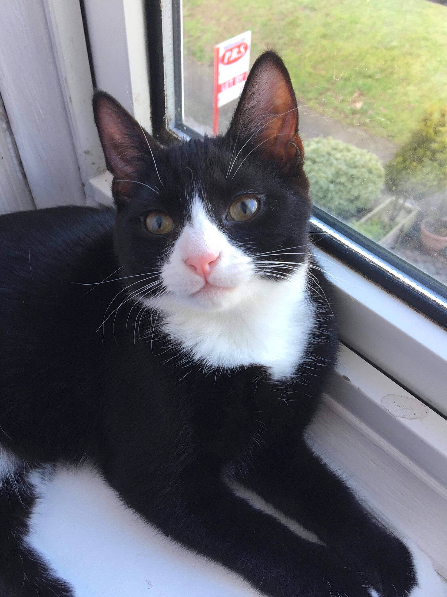 Colin is registered to the contest to win money with this photo: carnivore, cat, domestic_short_haired_cat, eye, felidae, fur, grass, paw, plant, small_to_medium_sized_cats, snout, tail, terrestrial_animal, whiskers, window, windshield