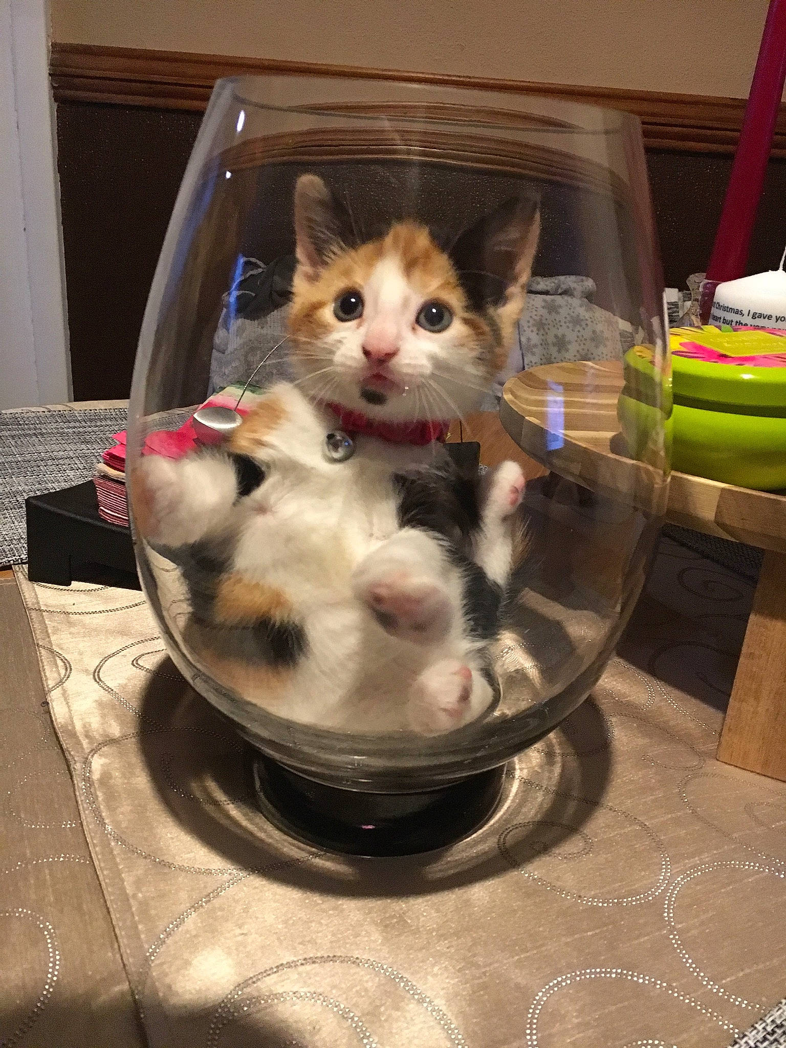 Nala joined the competition — help win amazing prizes! basket, bowl, box, canidae, carnivore, cat, cat_supply, comfort_food, domestic_short_haired_cat, fawn, felidae, fur, natural_foods, pet_supply, sitting, small_to_medium_sized_cats, tableware, tail, whiskers