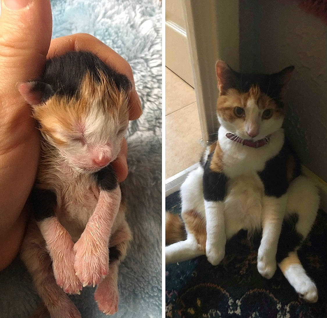 Nala is registered to the contest to win money with this photo: carnivore, cat, claw, eye, eyelash, fawn, felidae, fur, gesture, head, nail, paw, photo_caption, small_to_medium_sized_cats, snout, tail, terrestrial_animal, whiskers