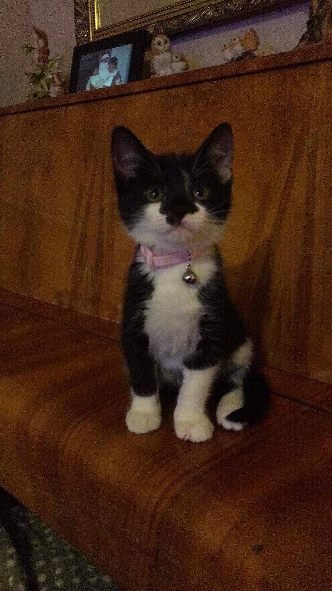 Dottie joined the competition — help win amazing prizes! carnivore, cat, domestic_short_haired_cat, eye, fawn, felidae, flooring, foot, formal_wear, fur, hardwood, leg, moustache, paw, small_to_medium_sized_cats, snout, tail, terrestrial_animal, whiskers, wood