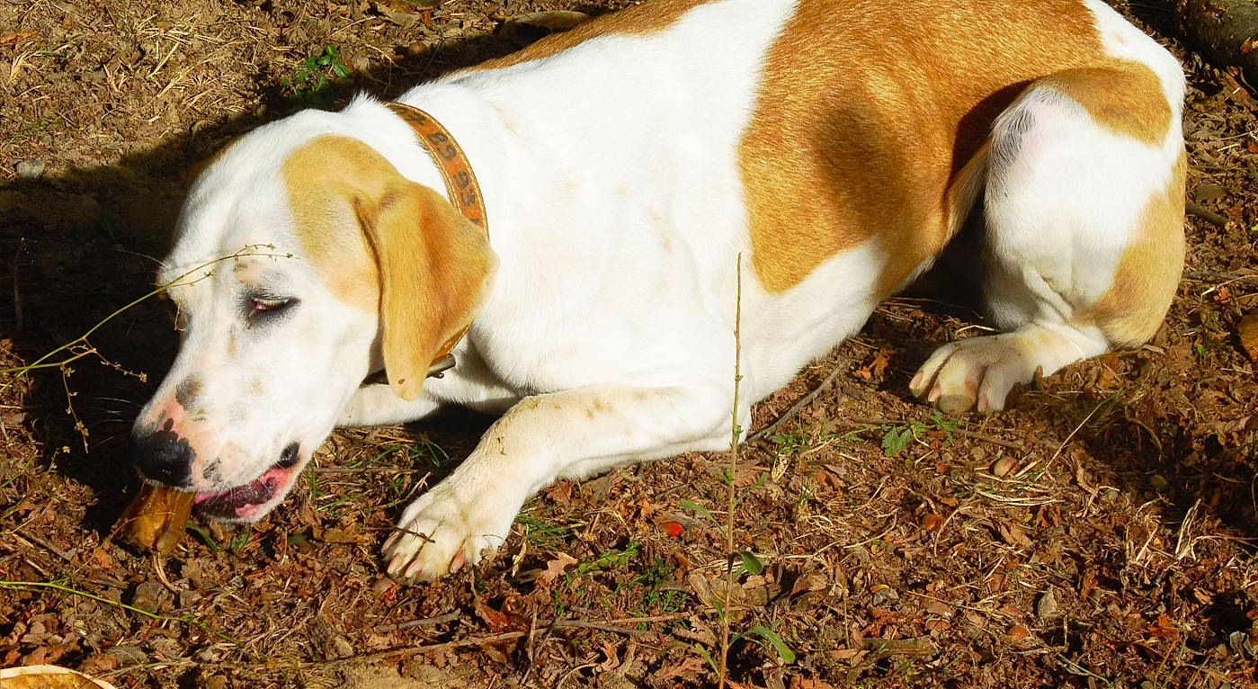 Luna participe au concours pour gagner de l'argent avec cette photo : canidae, carnivore, collar, comfort, companion_dog, dog, dog_breed, fawn, fur, grass, hunting_dog, plant, snout, soil, sporting_group, tail, terrestrial_animal, working_animal