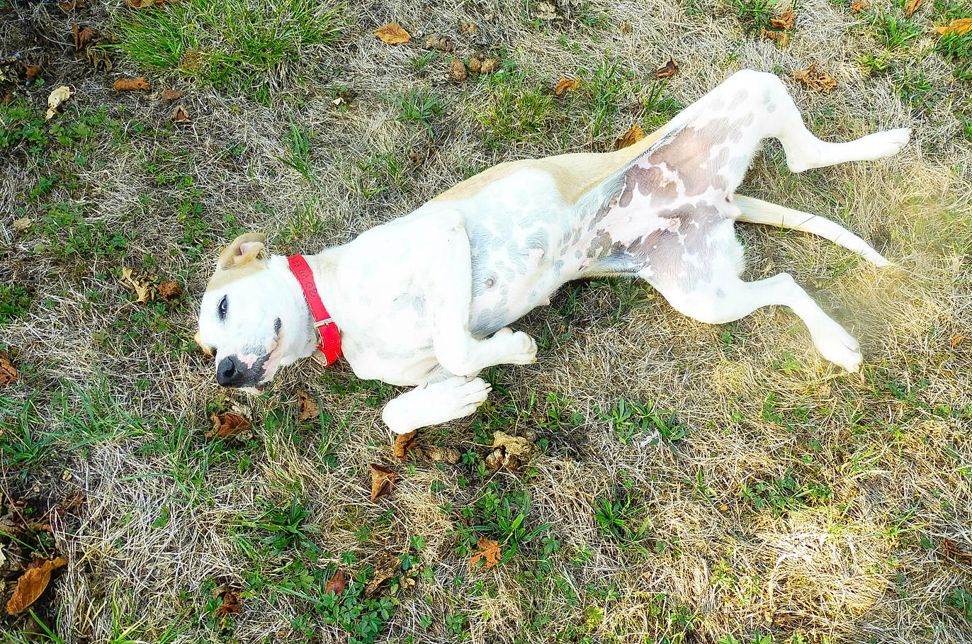 Luna participe au concours pour gagner de l'argent avec cette photo : canidae, carnivore, companion_dog, dog, dog_breed, dogo_guatemalteco, fawn, grass, gun_dog, hunting_dog, non_sporting_group, plant, polish_tatra_sheepdog, snout, sporting_group, tail, terrestrial_animal, working_animal