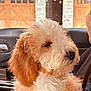 dog, curly_hair, fluffy, pet, animal, car_interior, window, door, stone_wall, brown, cream, side_view, looking_away, calm, close_up, cute, domestic_animal, mammal, portrait, indoor