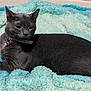 cat, gray_cat, pet, animal, feline, collar, bell, sleepy, relaxed, indoor, blanket, soft_texture, blue_blanket, fur, resting, cozy, comfort, cute, whiskers, ears