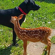 Buddy is registered to the contest to win money with this photo: dog, black_dog, red_collar, fawn, spotted_fawn, grass, sunlight, outdoor, animal, nature, young_deer, mammal, curious, pet, wildlife, side_view, greenery, daylight, shadow, friendship