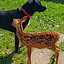 dog, black_dog, red_collar, fawn, spotted_fawn, grass, sunlight, outdoor, animal, nature, young_deer, mammal, curious, pet, wildlife, side_view, greenery, daylight, shadow, friendship