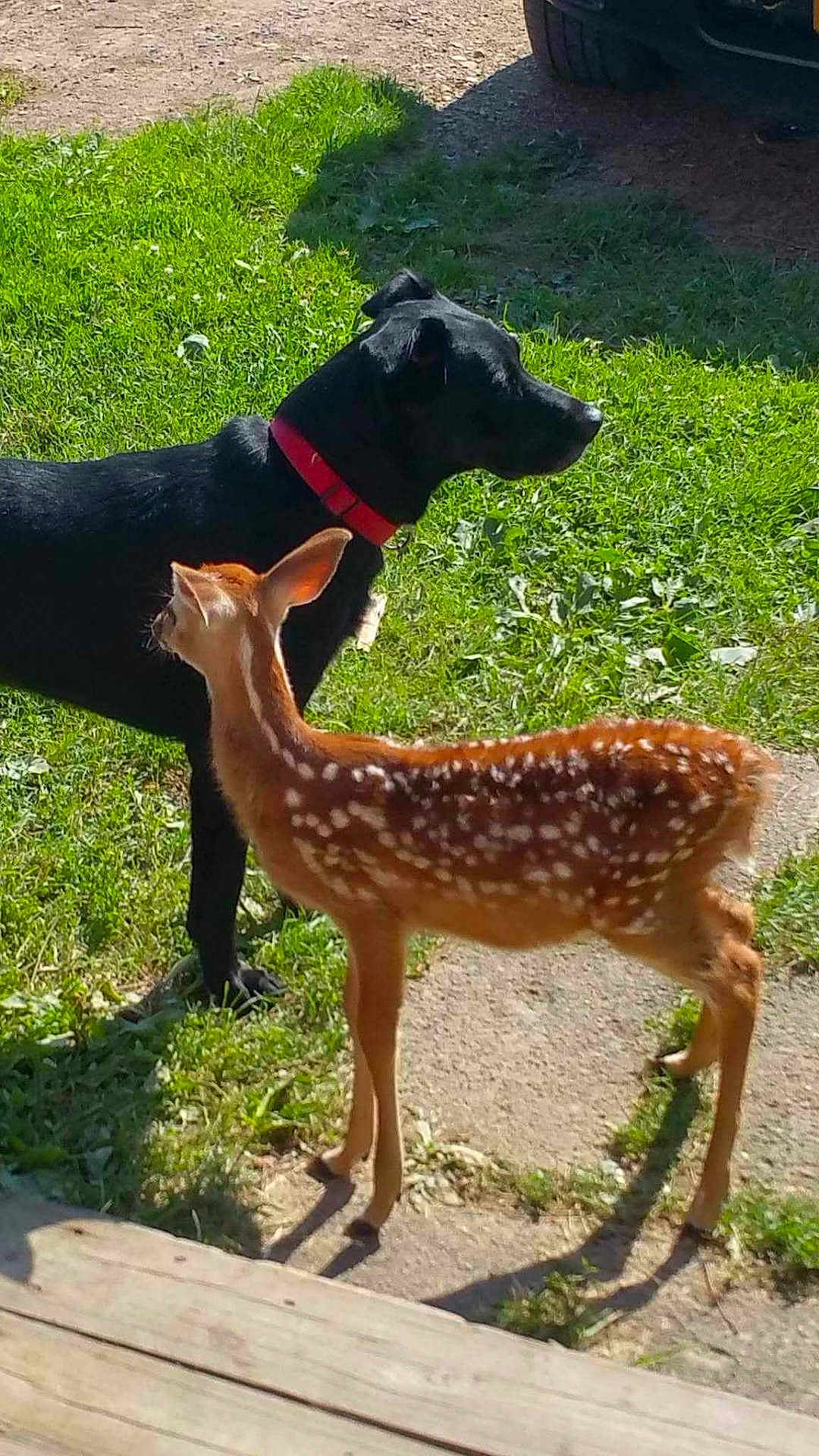 Buddy is registered to the contest to win money with this photo: dog, black_dog, red_collar, fawn, spotted_fawn, grass, sunlight, outdoor, animal, nature, young_deer, mammal, curious, pet, wildlife, side_view, greenery, daylight, shadow, friendship