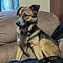 dog, pet, indoor, couch, beige, furniture, canine, tongue_out, alert, fur, sitting, comfortable, home, curtain, wall, brown, black, medium_sized, domestic_animal, relaxed