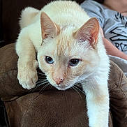 Sam Elliot is registered to the contest to win money with this photo: cat, cream_colored, lounging, couch, armrest, indoor, person, gray_tshirt, relaxing, whiskers, feline, fur, closeup, domestic_animal, home, resting, curious, pet, animal, human