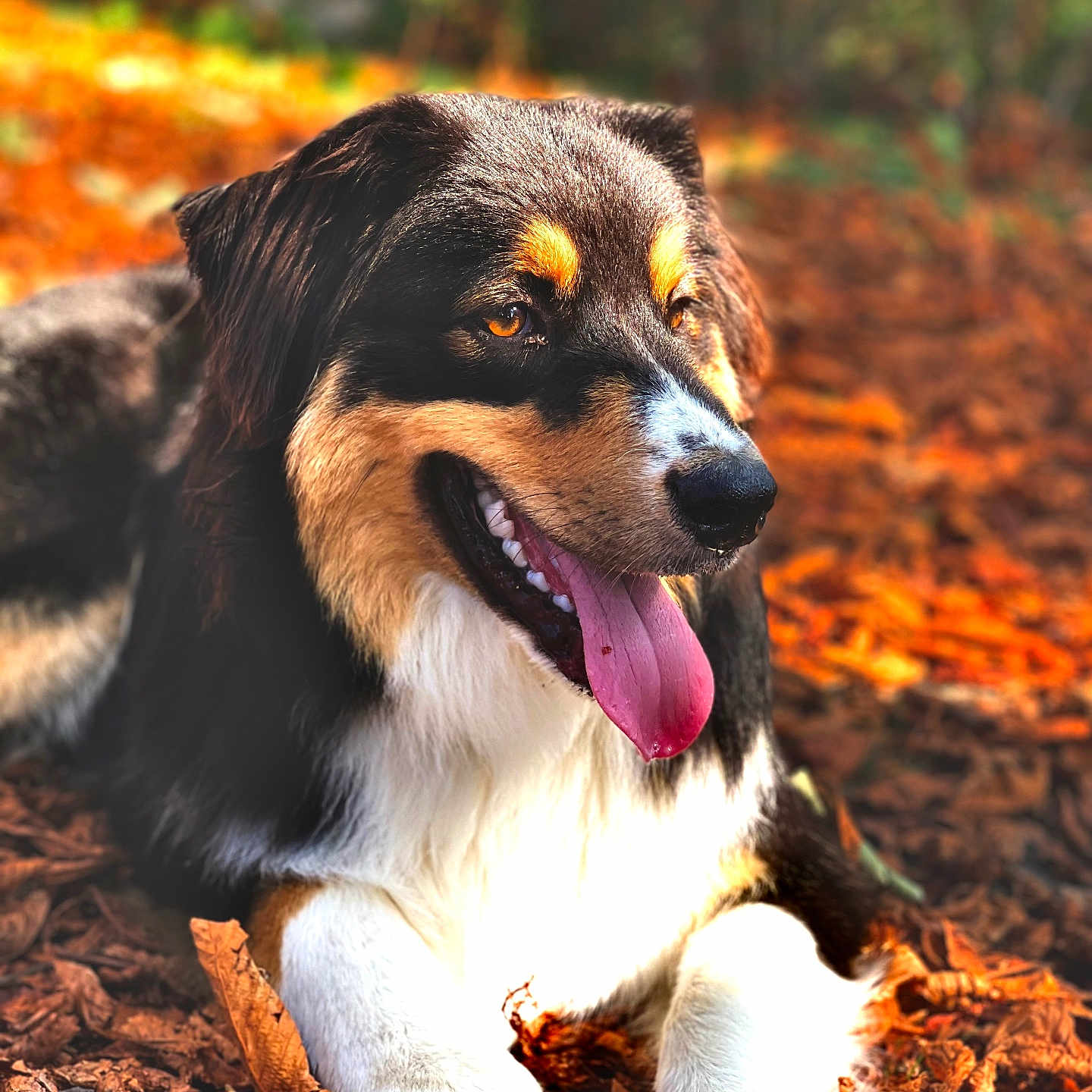 Snow a rejoint le concours — aidez-le/la à gagner de superbes lots ! animal, ball, bodypart, canine, cockerspaniel, collie, dog, football, grass, hound, leaf, mouth, outdoors, person, pet, plant, puppy, soccer, soil, tongue