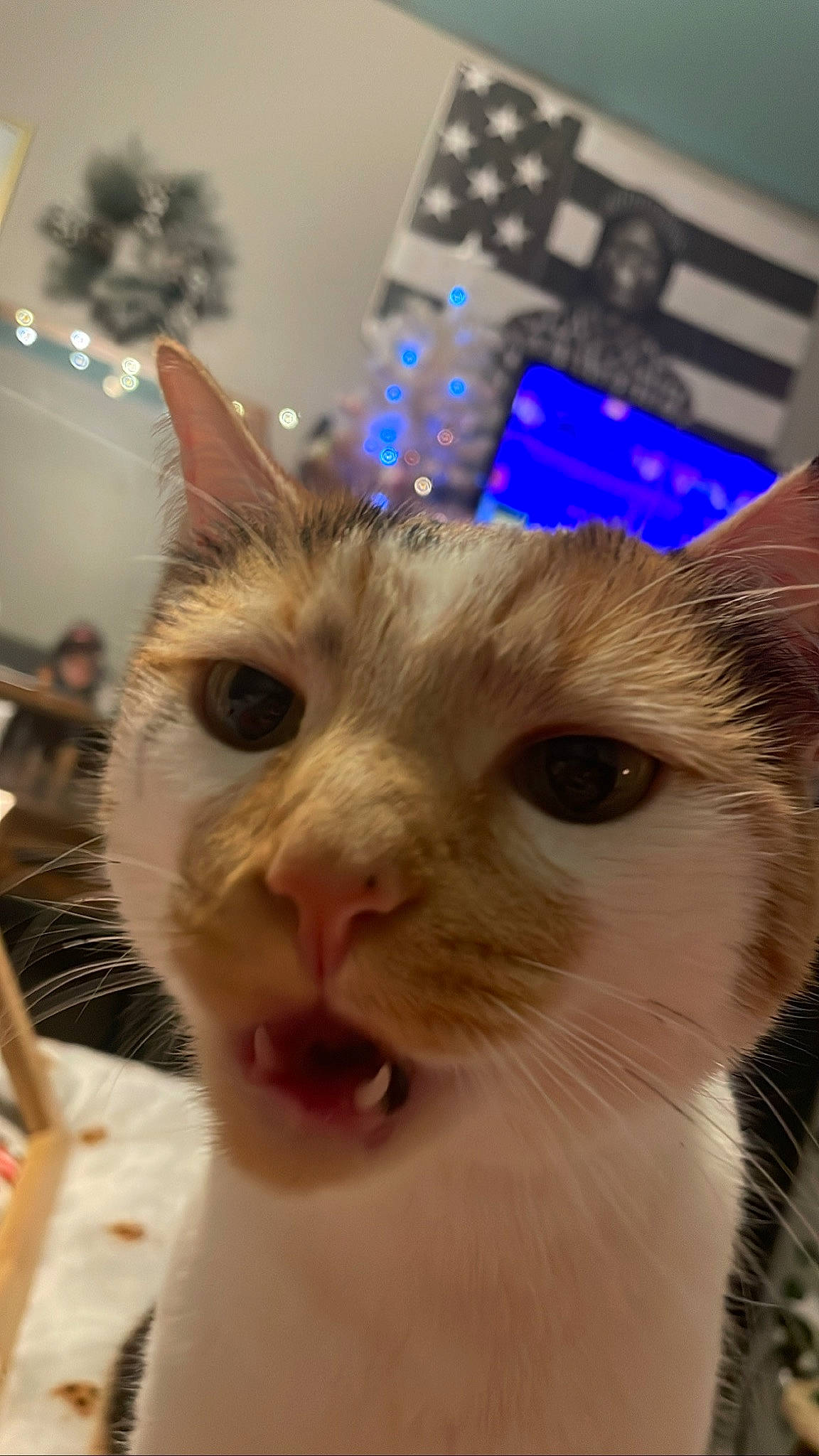 Cheeto joined the competition — help win amazing prizes! carnivore, cat, domestic_short_haired_cat, ear, electric_blue, eyelash, felidae, fur, iris, small_to_medium_sized_cats, snout, whiskers