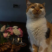 Cheeto is registered to the contest to win money with this photo: cat, calico_cat, indoor, flowers, vase, wooden_beads, basket, table, furniture, domestic_animal, pet, fur, whiskers, ears, closeup, portrait, decor, homedecor, plant, still_life