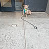Sierra joined the competition — help win amazing prizes! dog, pit_bull, pet, sitting, outdoor, sidewalk, entrance, door, building, harness, leash, tennis_ball, short_hair, brown, gray, alert, animal, concrete, portrait, urban