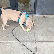 Sierra joined the competition — help win amazing prizes! dog, puppy, tan_dog, harness, leash, tennis_ball, outdoor, pavement, tiles, door, glass_door, reflection, standing, sniffing, playing, pet, collar, short_hair, animal, street