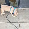 dog, puppy, tan_dog, harness, leash, tennis_ball, outdoor, pavement, tiles, door, glass_door, reflection, standing, sniffing, playing, pet, collar, short_hair, animal, street