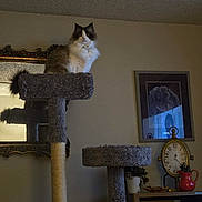 Macho is registered to the contest to win money with this photo: cat, cat_tree, furniture, clock, wall_art, indoor, pet, fluffy, gray, carpeted, decor, table, plant, mirror, reflection, living_room, cozy, sitting, domestic_cat, feline