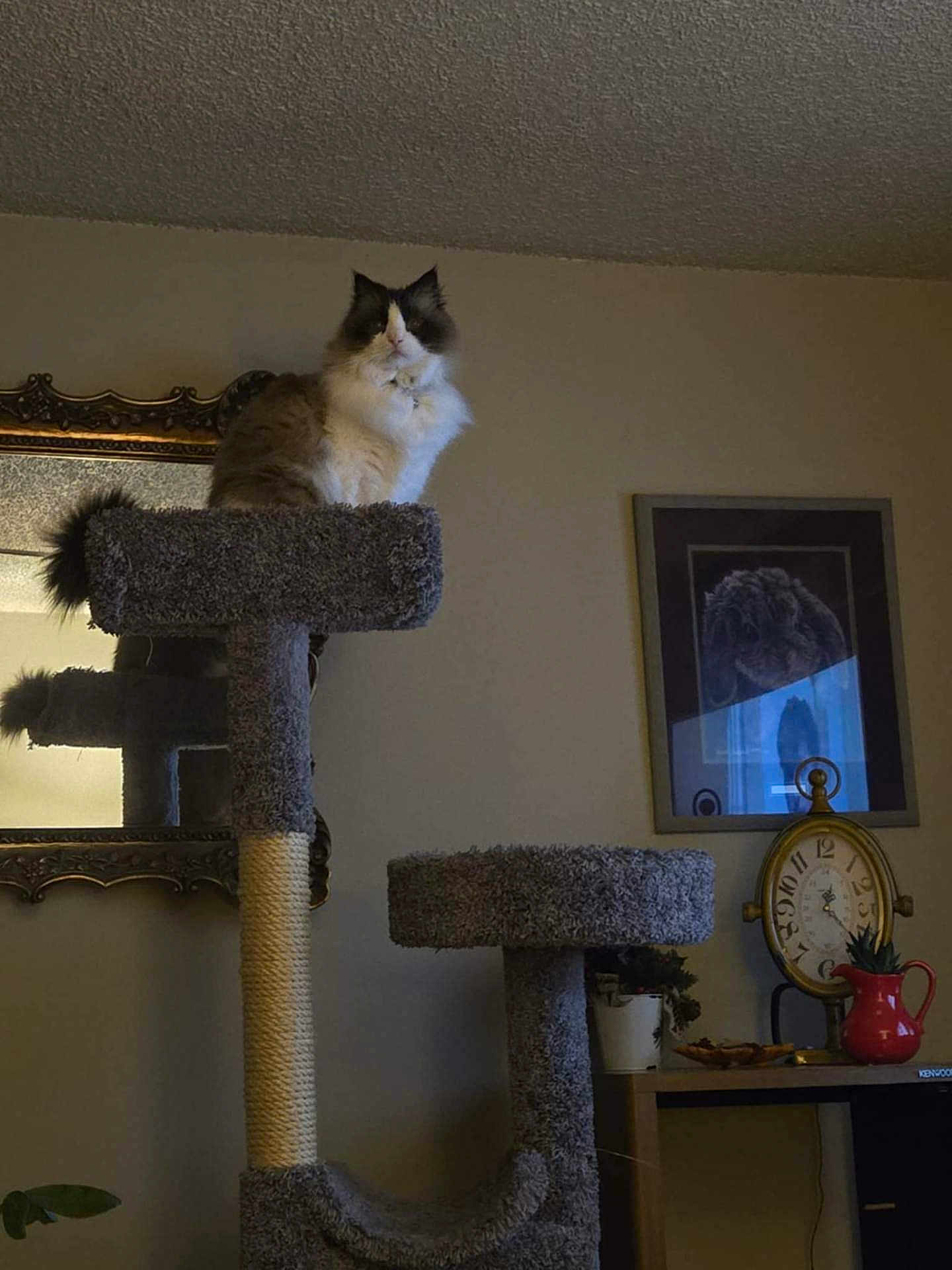 Macho