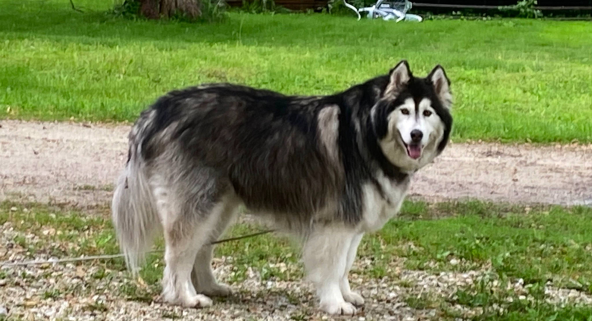 Juno is registered to the contest to win money with this photo: ancient_dog_breeds, canidae, carnivore, chair, companion_dog, dog, dog_breed, fur, grass, herding_dog, plant, sled_dog, snout, sporting_group, tail, terrestrial_animal, working_animal, working_dog