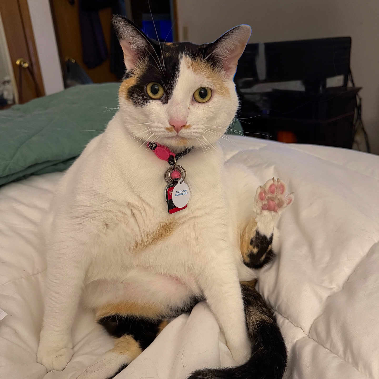 Spooki is registered to the contest to win money with this photo: animal, bed, black, calico_cat, cat, collar, curious, domestic_cat, ears, fur, indoor, orange, paw, pet, pink, sitting, tag, tail, whiskers, white_bedspread