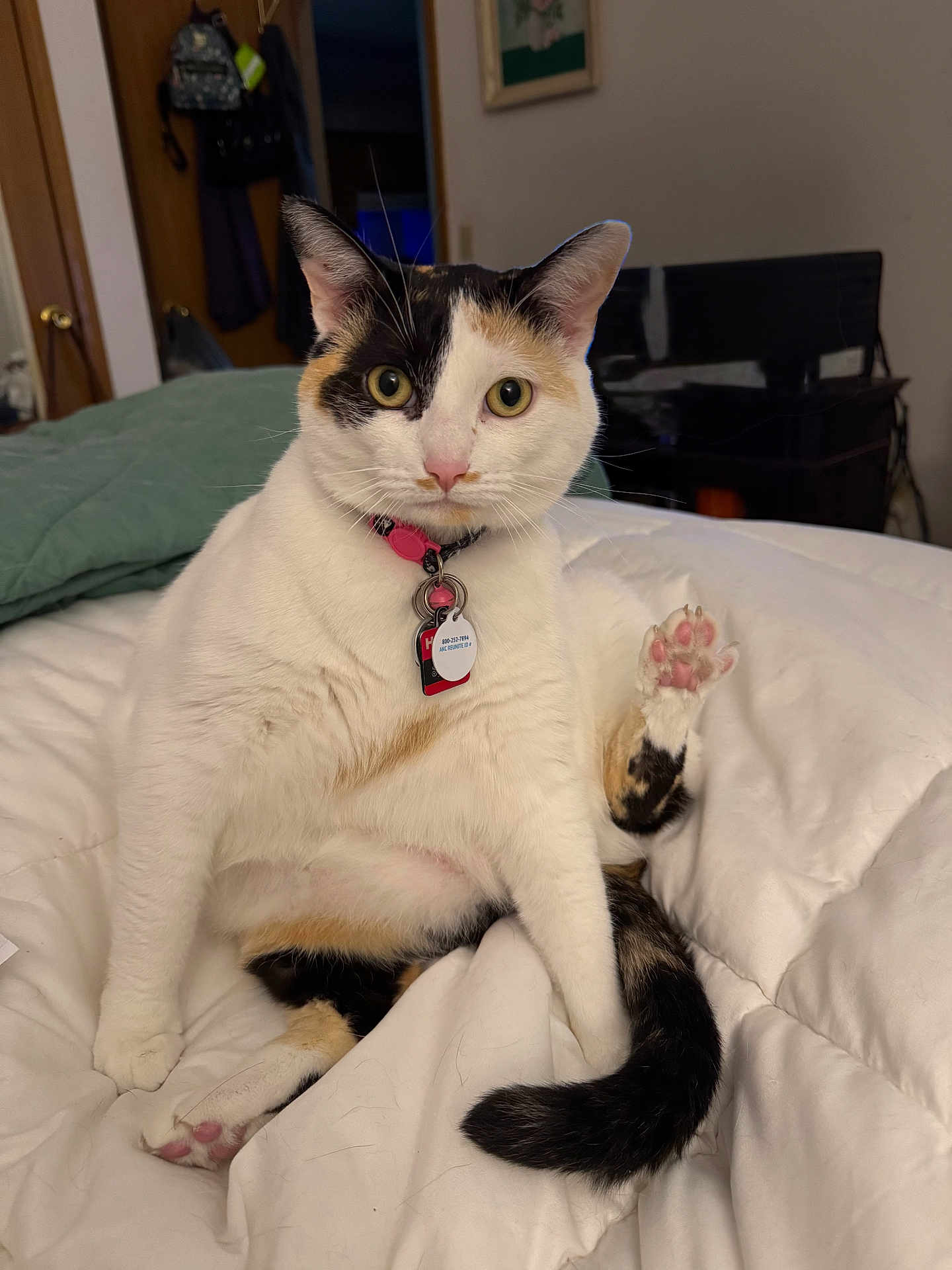 Spooki is registered to the contest to win money with this photo: cat, calico_cat, pet, indoor, bed, white_bedspread, paw, collar, tag, fur, curious, sitting, pink, black, orange, animal, whiskers, ears, tail, domestic_cat