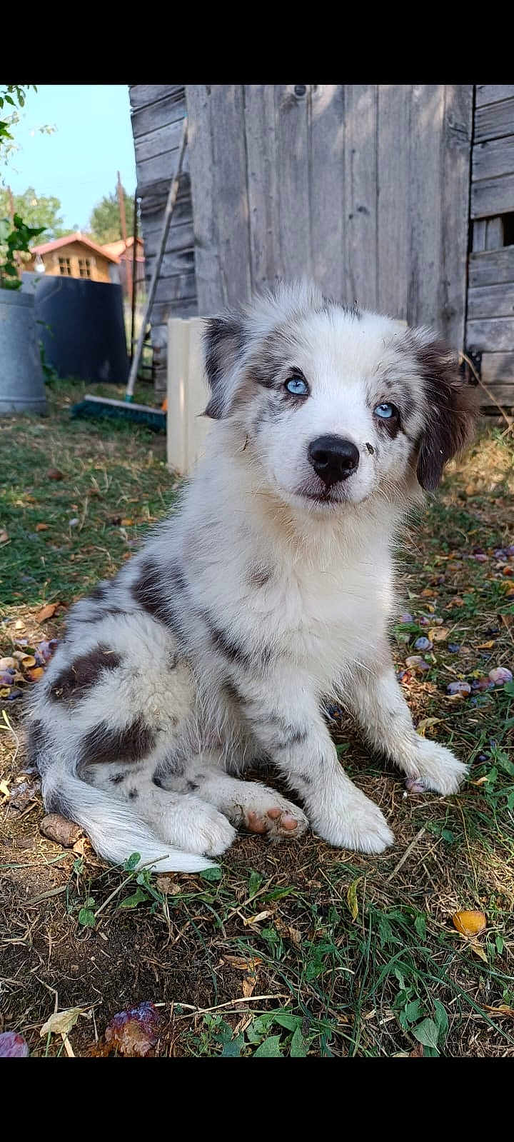 Arkana a rejoint le concours — aidez-le/la à gagner de superbes lots ! adorable, animal, blue_eyes, curious, cute, dog, fall, fluffy, fur, garden, grass, leaf, nature, outdoor, pet, puppy, rustic, sitting, wooden_shed, young_dog