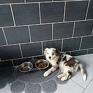 Arkana a rejoint le concours — aidez-le/la à gagner de superbes lots ! animal, blue_eye, brick_wall, brown_fur, cute, dog, domestic, floor_mat, food_bowl, indoor, laying_down, metal_bowl, paw_shaped_mat, pet, puppy, resting, tiled_floor, water_bowl, white_fur, young_dog