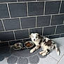 animal, blue_eye, brick_wall, brown_fur, cute, dog, domestic, floor_mat, food_bowl, indoor, laying_down, metal_bowl, paw_shaped_mat, pet, puppy, resting, tiled_floor, water_bowl, white_fur, young_dog
