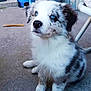 animal, blue_eyes, bucket, chair, closeup, concrete_floor, curious, dog, domestic_animal, fence, fluffy, natural_light, outdoor, pet, plastic_basin, puppy, sitting, speckled_coat, yard, young_dog