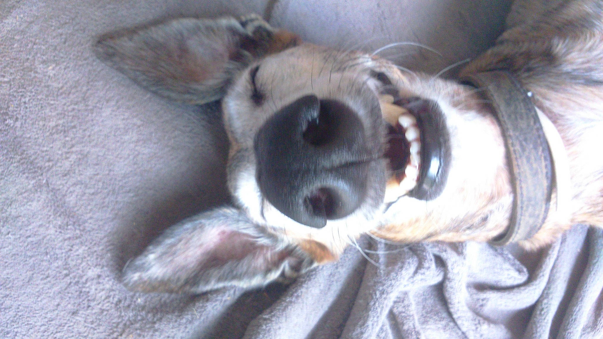 Hannibal a rejoint le concours — aidez-le/la à gagner de superbes lots ! canidae, carnivore, companion_dog, dog, dog_breed, dog_supply, fawn, fur, grey, hunting_dog, jaw, paw, pet_supply, snout, sporting_group, tongue, tooth, vertebrate, whiskers, working_animal