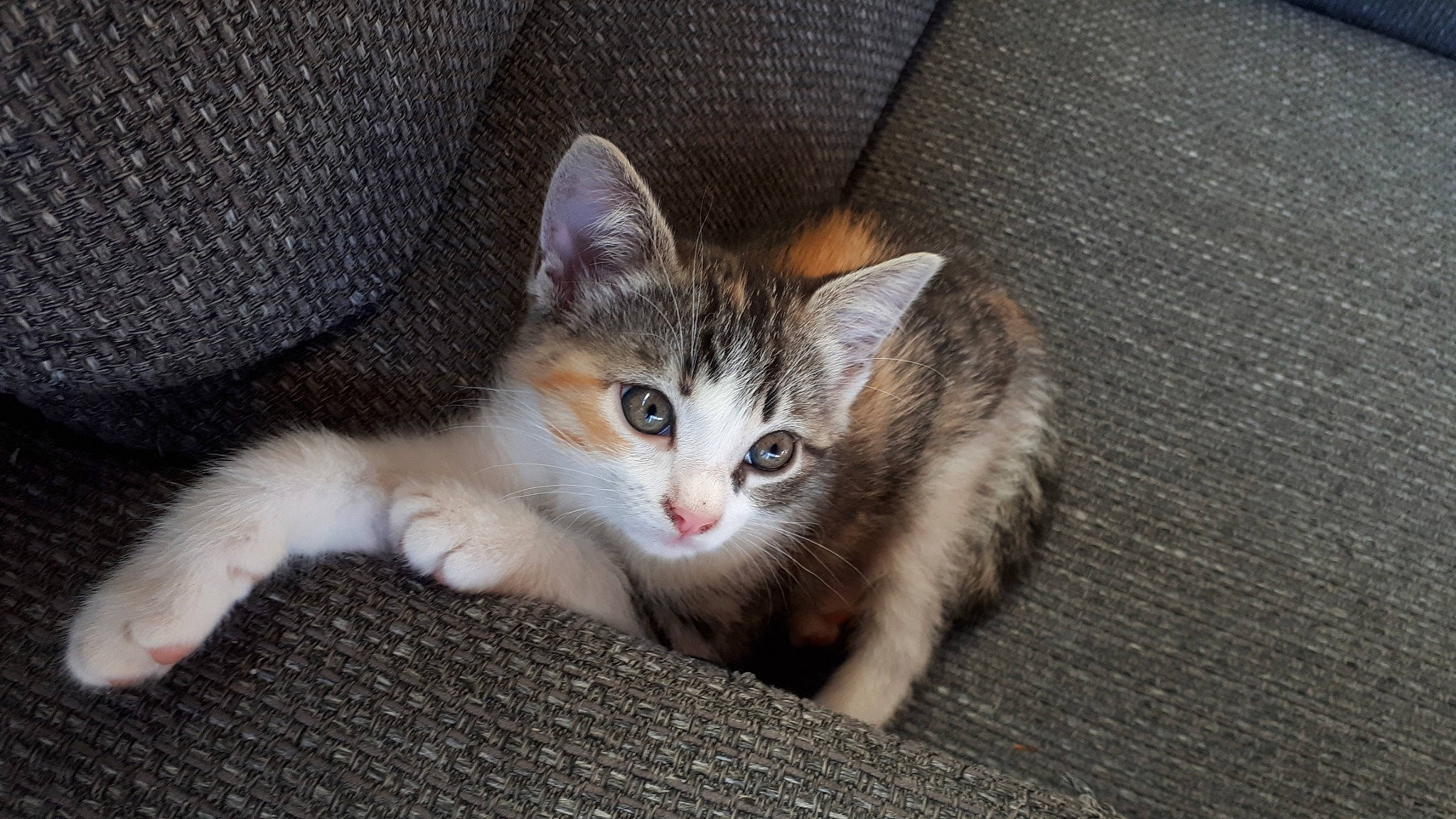 Clio participe au concours pour gagner de l'argent avec cette photo : aegean_cat, american_wirehair, asian, australian_mist, carnivore, cat, domestic_short_haired_cat, european_shorthair, fawn, felidae, kitten, mammal, norwegian_forest_cat, ojos_azules, polydactyl_cat, small_to_medium_sized_cats, tabby_cat, vertebrate, whiskers