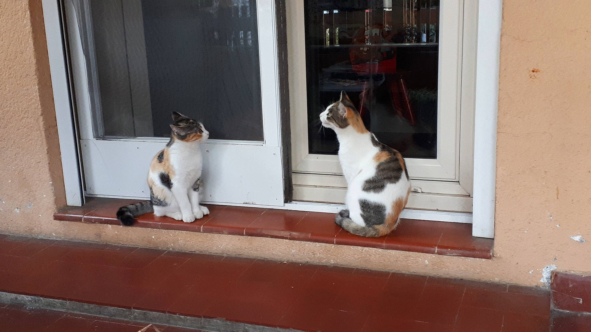 Clio participe au concours pour gagner de l'argent avec cette photo : aegean_cat, carnivore, cat, fawn, felidae, polydactyl_cat, small_to_medium_sized_cats, whiskers, window