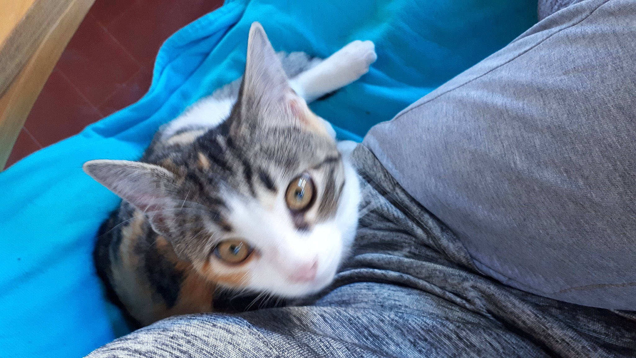 Clio participe au concours pour gagner de l'argent avec cette photo : aegean_cat, american_shorthair, american_wirehair, asian, australian_mist, carnivore, cat, domestic_short_haired_cat, dragon_li, ear, european_shorthair, felidae, kitten, mammal, small_to_medium_sized_cats, tabby_cat, whiskers