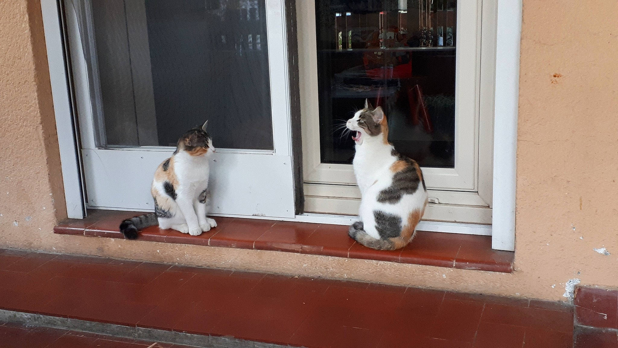 Clio participe au concours pour gagner de l'argent avec cette photo : aegean_cat, carnivore, cat, domestic_short_haired_cat, fawn, felidae, japanese_bobtail, polydactyl_cat, small_to_medium_sized_cats, tail, whiskers, window