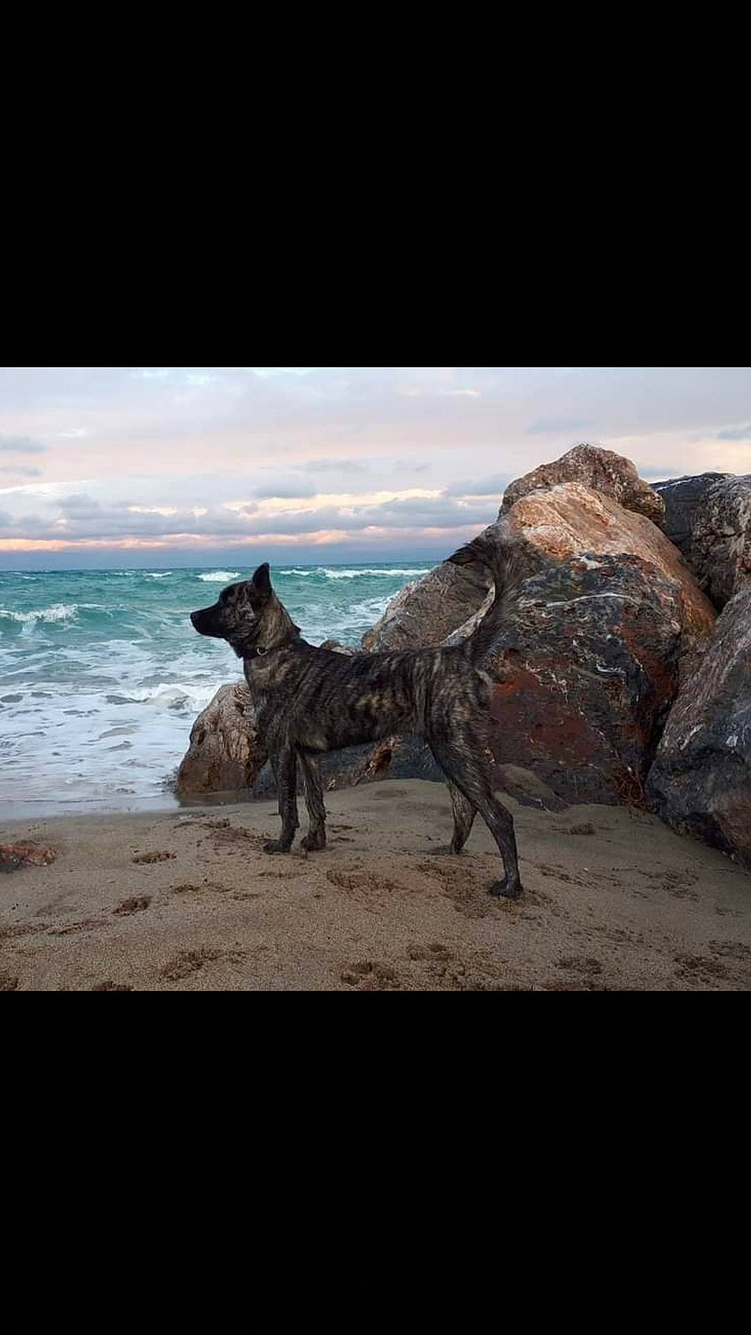 Olly a rejoint le concours — aidez-le/la à gagner de superbes lots ! beach, canidae, carnivore, coast, dog, dog_breed, dutch_shepherd_dog, hyena, sand, scottish_deerhound, sculpture, sea, sporting_group