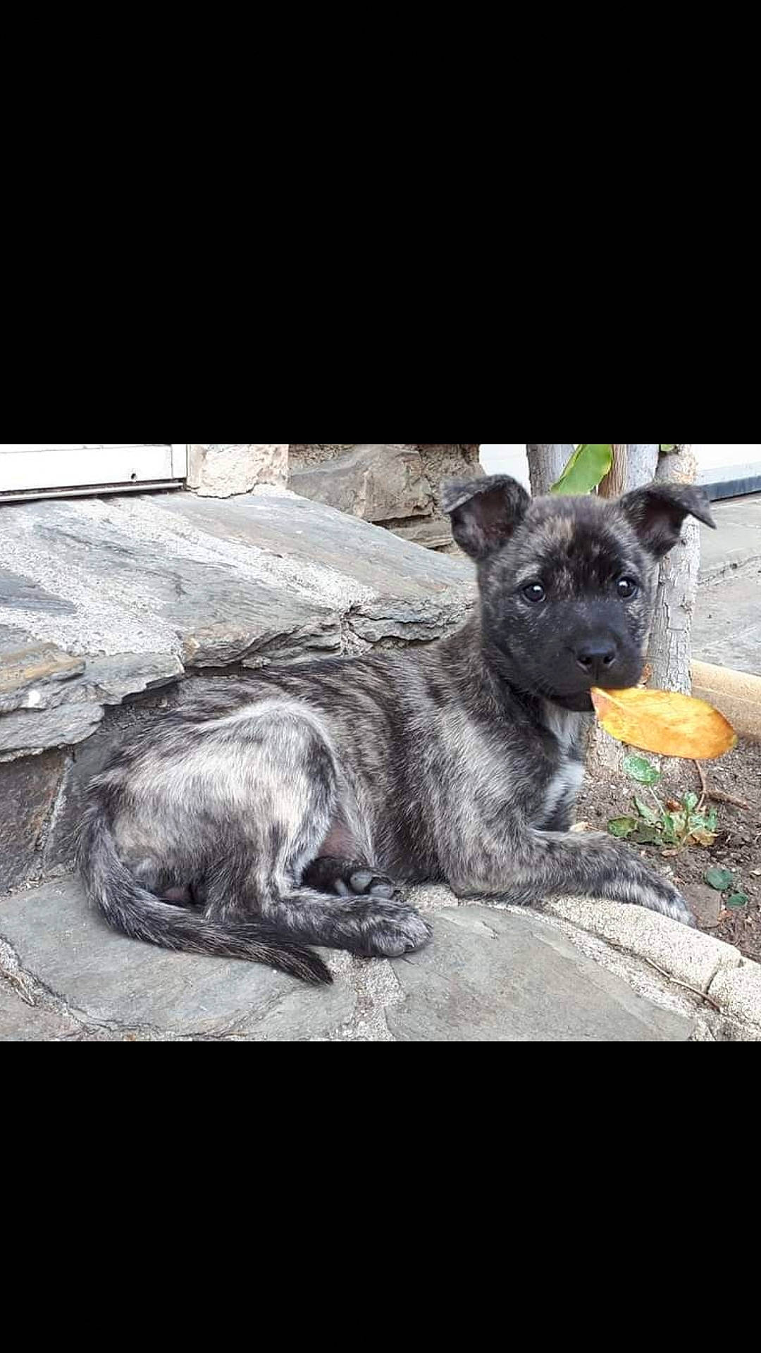 Olly a rejoint le concours — aidez-le/la à gagner de superbes lots ! canidae, carnivore, dog, dog_breed, fawn, mammal, puppy, snout, sporting_group, street_dog, vertebrate