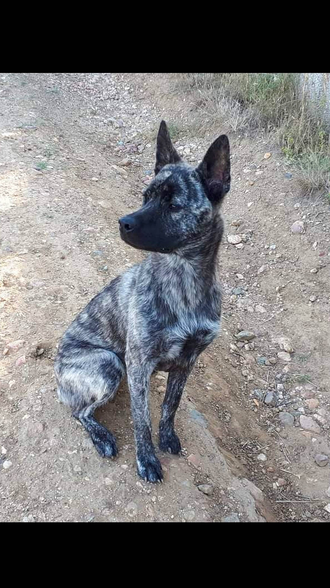 Olly participe au concours pour gagner de l'argent avec cette photo : australian_cattle_dog, australian_stumpy_tail_cattle_dog, canidae, carnivore, dog, dog_breed, dutch_shepherd_dog, formosan_mountain_dog, kai_ken, mammal, rare_breed_dog, sporting_group, texas_heeler, vertebrate, working_dog