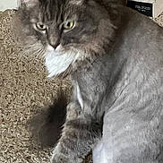 Tonka joined the competition — help win amazing prizes! animal, calm, carpet, cat, close_up, curious, domestic_cat, feline, fluffy_fur, gray_cat, indoor, paw, pet, sitting, soft_fur, tail, trimmed_fur, whiskers, white_chest, white_paws