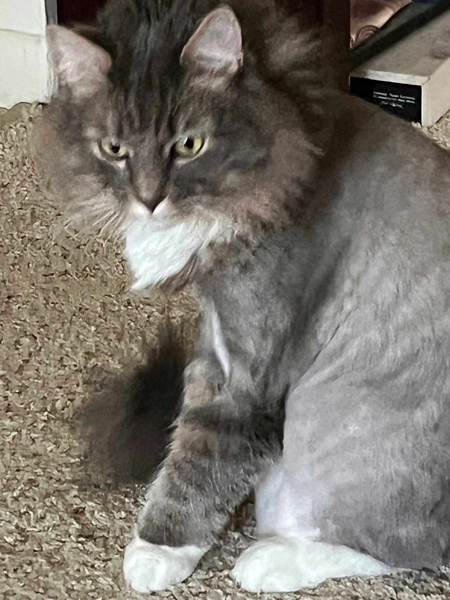 Tonka