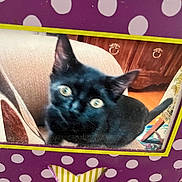 Ashes joined the competition — help win amazing prizes! cat, black_cat, chair, polka_dot, purple, butterfly_cutout, furniture, wooden_cabinet, indoor, pet, animal, eyes, curious, close_up, photo_frame, decorative_frame, domestic_cat, blurred, seated, home