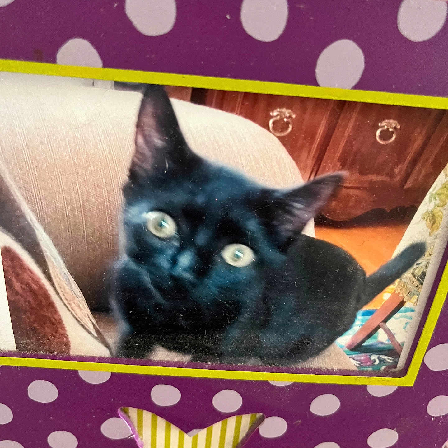 Ashes joined the competition — help win amazing prizes! animal, black_cat, blurred, butterfly_cutout, cat, chair, close_up, curious, decorative_frame, domestic_cat, eyes, furniture, home, indoor, pet, photo_frame, polka_dot, purple, seated, wooden_cabinet
