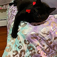 Rock joined the competition — help win amazing prizes! animal, bed, black_cat, blanket, cat, cozy, cute, feline, fur, home, indoor, leopard_print, pet, pillow, red_bow, relaxing, stretching, whiskers, wood_floor, yellow_eyes