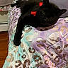 animal, bed, black_cat, blanket, cat, cozy, cute, feline, fur, home, indoor, leopard_print, pet, pillow, red_bow, relaxing, stretching, whiskers, wood_floor, yellow_eyes
