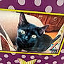 cat, black_cat, chair, indoor, furniture, polka_dot, purple, butterfly_cutout, cabinet, wooden_furniture, curious, pet, animal, blurry, eyes, sitting, closeup, decor, home, photo_frame