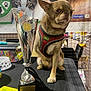 dog, small_dog, chihuahua, trophy, award, harness, table, banner, cat_image, pet_show, indoor, animal, pet, competition, celebration, black_tablecloth, proud, serious_expression, cage, background