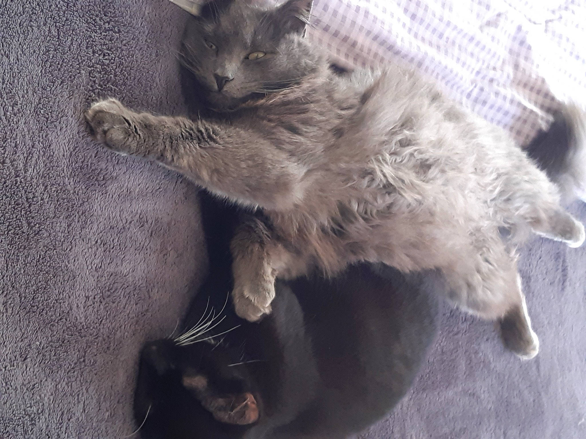 Pouloulou Et Perle participe au concours pour gagner de l'argent avec cette photo : british_semi_longhair, carnivore, cat, chartreux, claw, domestic_long_haired_cat, domestic_short_haired_cat, european_shorthair, felidae, fur, german_rex, kitten, korat, mammal, nebelung, paw, polydactyl_cat, russian_blue, small_to_medium_sized_cats, whiskers