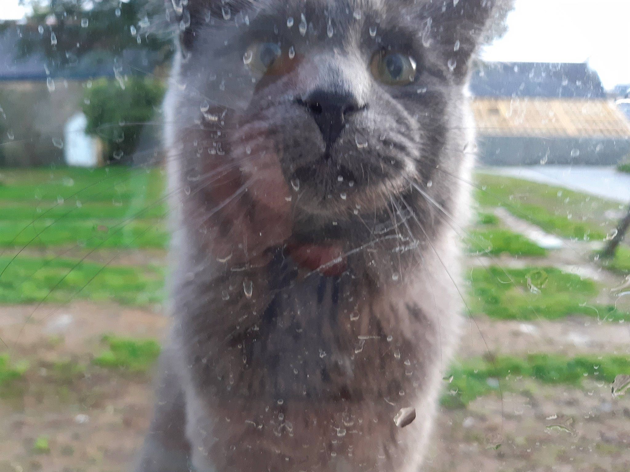Pouloulou Et Perle participe au concours pour gagner de l'argent avec cette photo : alpaca, llama, mammal, marsupial, nebelung, snout, vertebrate, whiskers