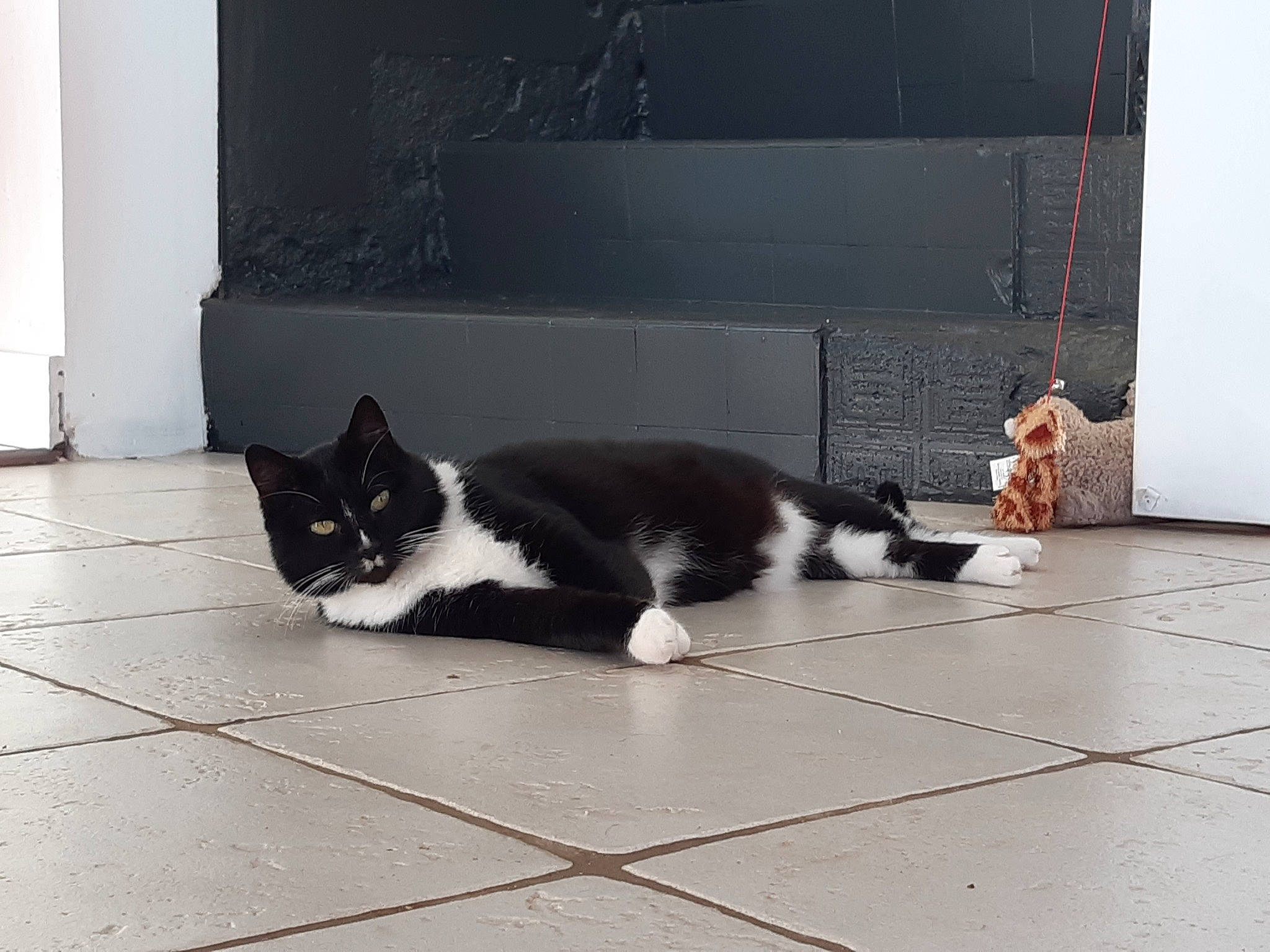 Pitchoune participe au concours pour gagner de l'argent avec cette photo : black, black_and_white, black_cat, carnivore, cat, domestic_short_haired_cat, european_shorthair, felidae, floor, flooring, fur, kitten, paw, polydactyl_cat, room, small_to_medium_sized_cats, snout, tail, tile, whiskers