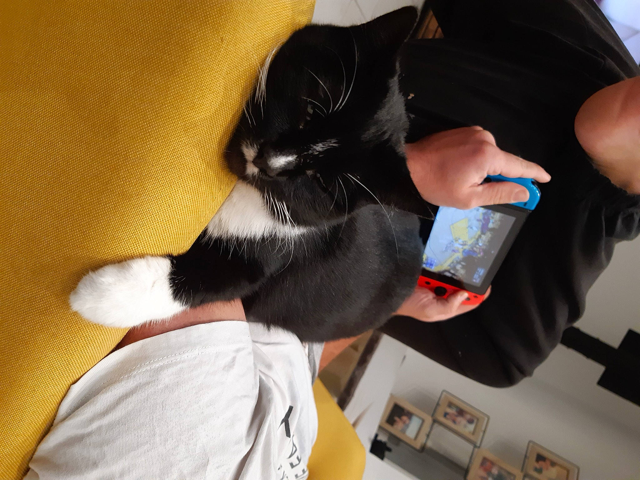 Pitchoune participe au concours pour gagner de l'argent avec cette photo : black_cat, black_hair, cat, ear, small_to_medium_sized_cats